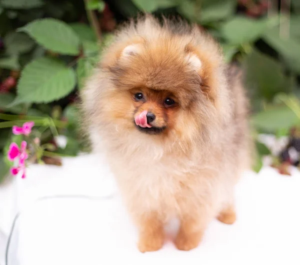 Hermoso perro naranja - pomeranian Spitz. cachorro pomeranian perro lindo mascota feliz sonrisa jugando en la naturaleza en flores —  Fotos de Stock