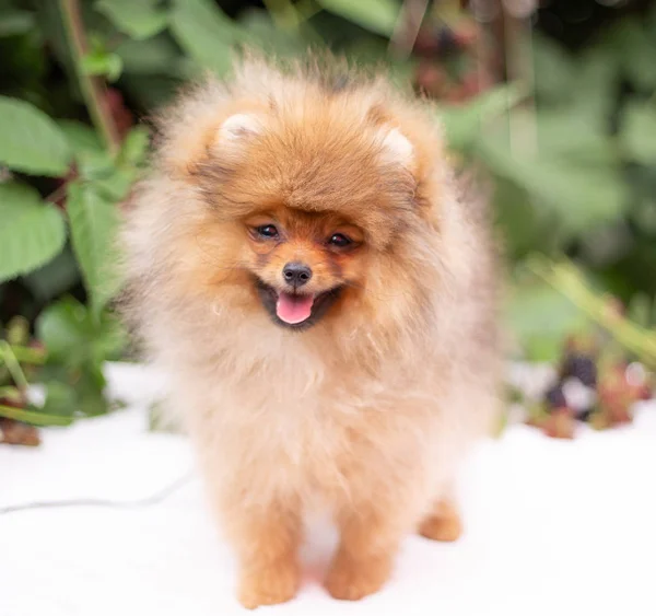 Hermoso perro naranja - pomeranian Spitz. cachorro pomeranian perro lindo mascota feliz sonrisa jugando en la naturaleza en flores —  Fotos de Stock