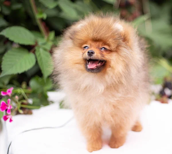 Hermoso perro naranja - pomeranian Spitz. cachorro pomeranian perro lindo mascota feliz sonrisa jugando en la naturaleza en flores —  Fotos de Stock