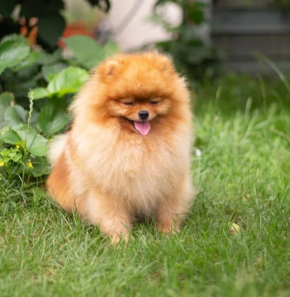 Cão cor-de-laranja bonito - Spitz pomeranian. Filhote de cachorro pomeranian cão bonito animal de estimação sorriso feliz jogando na natureza — Fotografia de Stock