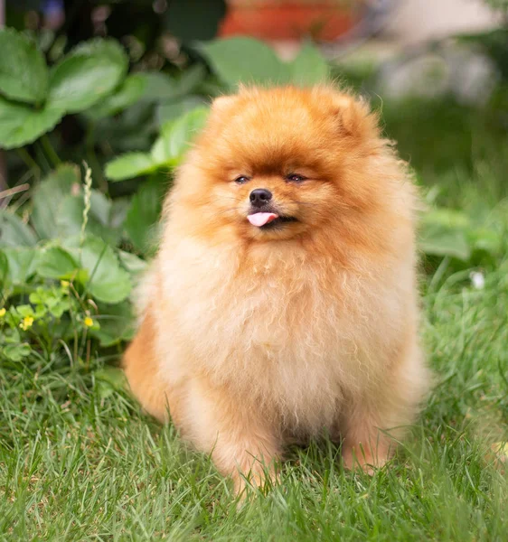 Krásný pomerančový pes - pomeranian Spitz. Štěně pomeranian pes roztomilý mazlíček šťastný úsměv hrát v přírodě — Stock fotografie