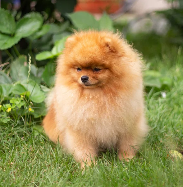 Mooie oranje hond - pomeranian Spitz. Puppy pomeranian hond schattig huisdier gelukkig glimlach spelen in de natuur — Stockfoto