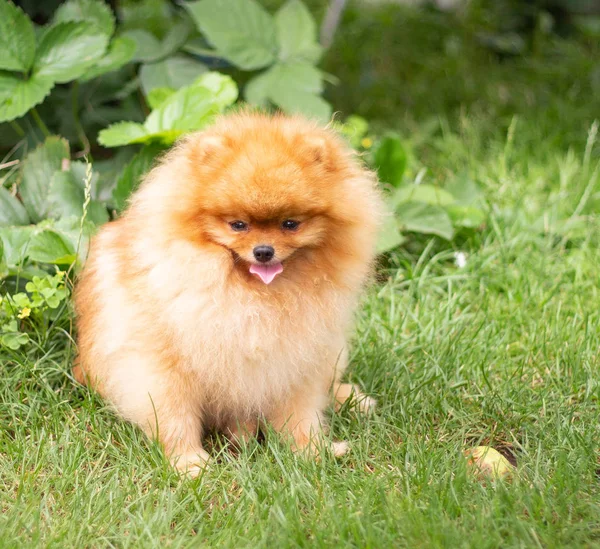 Bellissimo cane arancione - Spitz pomerania. cucciolo pomerania cane carino animale domestico sorriso felice giocare in natura — Foto Stock