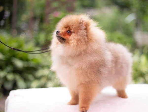 Anjing oranye yang indah - Spitz pomeranian. Puppy pomeranian dog cute pet happy smile playing in nature — Stok Foto