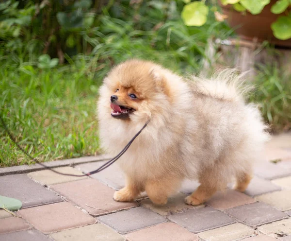 Beautiful orange dog - pomeranian Spitz. Puppy pomeranian dog cute pet happy smile playing in nature — Stock Photo, Image