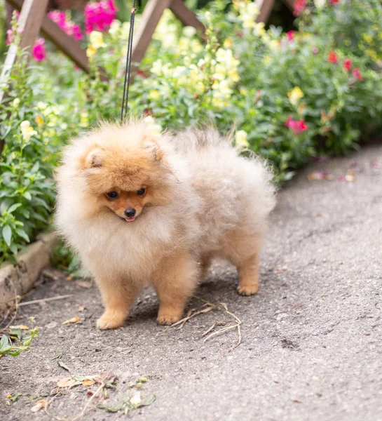 美しいオレンジ色の犬 - ポメラニアン スピッツ。子犬のポメラニアン犬のかわいいペットの幸せな笑顔の花に自然で遊んで — ストック写真