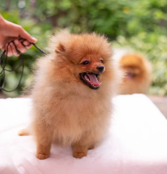 Hermoso perro naranja - pomeranian Spitz. cachorro pomeranian perro lindo mascota feliz sonrisa jugando en la naturaleza —  Fotos de Stock