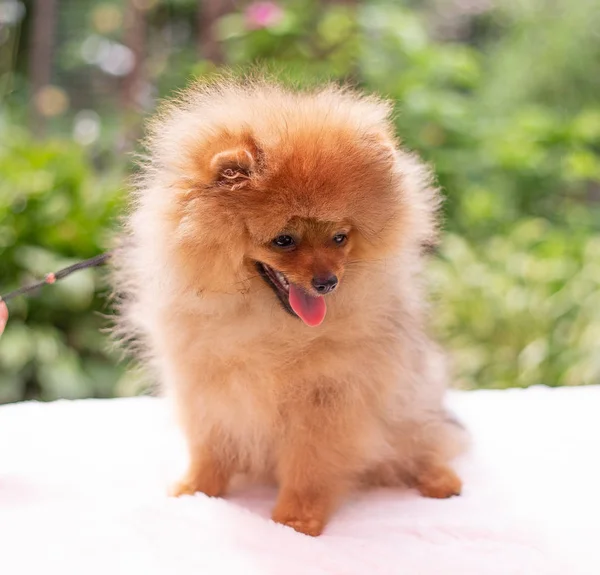 Hermoso perro naranja - pomeranian Spitz. cachorro pomeranian perro lindo mascota feliz sonrisa jugando en la naturaleza —  Fotos de Stock