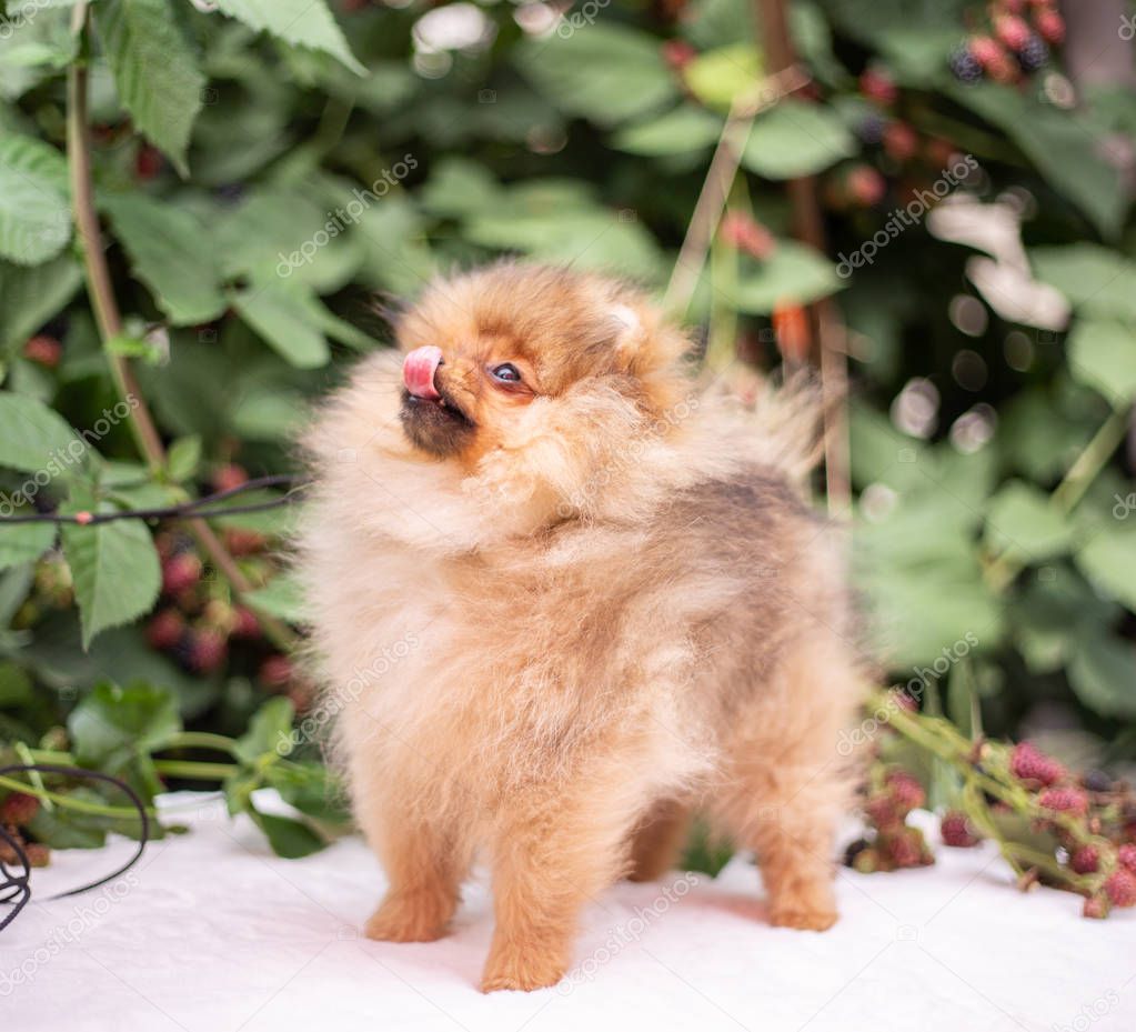 Beautiful orange dog - pomeranian Spitz. Puppy pomeranian dog cute pet happy smile playing in nature on in flowers on the grass