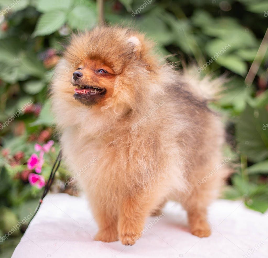 Beautiful orange dog - pomeranian Spitz. Puppy pomeranian dog cute pet happy smile playing in nature on in flowers