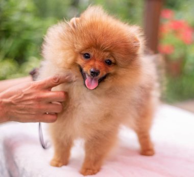 Güzel turuncu köpek - Pomeranian Spitz. Köpek yavrusu Pomeranian köpeği. Sevimli evcil hayvan. Mutlu bir gülümseme.