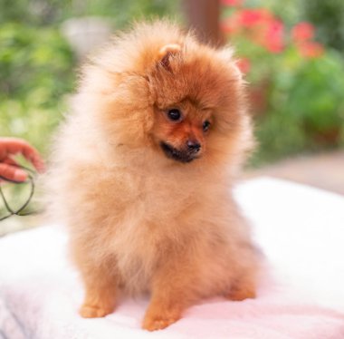 Güzel turuncu köpek - Pomeranian Spitz. Köpek yavrusu Pomeranian köpeği. Sevimli evcil hayvan. Mutlu bir gülümseme.