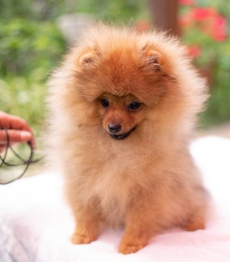 Güzel turuncu köpek - Pomeranian Spitz. Köpek yavrusu Pomeranian köpeği. Sevimli evcil hayvan. Mutlu bir gülümseme.