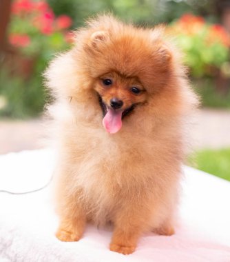 Güzel turuncu köpek - Pomeranian Spitz. Köpek yavrusu Pomeranian köpeği. Sevimli evcil hayvan. Mutlu bir gülümseme.