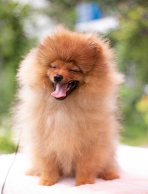 Güzel turuncu köpek - pomeranian Spitz. Köpek yavrusu pomeranian köpek sevimli hayvan mutlu gülümseme çim doğada oynamaya