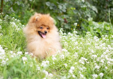Güzel turuncu köpek - pomeranian Spitz. Köpek yavrusu pomeranian köpek sevimli hayvan mutlu gülümseme çiçeklenir doğada oynamaya