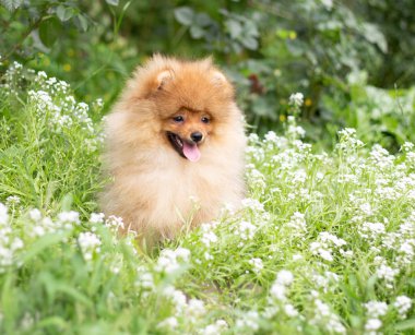 Güzel turuncu köpek - pomeranian Spitz. Köpek yavrusu pomeranian köpek sevimli hayvan mutlu gülümseme çiçeklenir doğada oynamaya