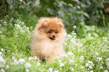 Güzel turuncu köpek - pomeranian Spitz. Köpek yavrusu pomeranian köpek sevimli hayvan mutlu gülümseme çiçeklenir doğada oynamaya