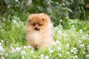 Güzel turuncu köpek - pomeranian Spitz. Köpek yavrusu pomeranian köpek sevimli hayvan mutlu gülümseme çiçeklenir doğada oynamaya