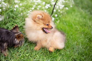 Güzel turuncu köpek - pomeranian Spitz. Köpek yavrusu pomeranian köpek sevimli hayvan mutlu gülümseme çiçeklenir doğada oynamaya