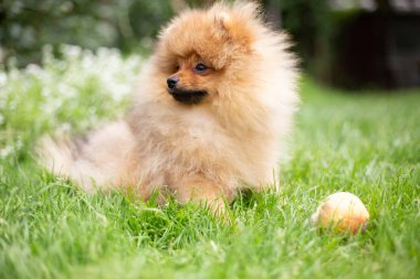 Güzel turuncu köpek - pomeranian Spitz. Köpek yavrusu pomeranian köpek sevimli hayvan mutlu gülümseme çiçeklenir doğada oynamaya