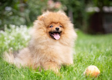 Güzel turuncu köpek - pomeranian Spitz. Köpek yavrusu pomeranian köpek sevimli hayvan mutlu gülümseme çiçeklenir doğada oynamaya