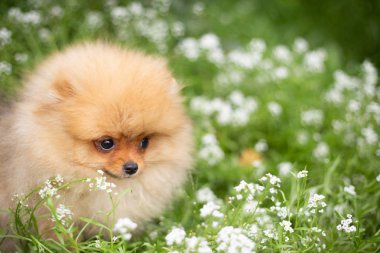 Güzel turuncu köpek - pomeranian Spitz. Köpek yavrusu pomeranian köpek sevimli hayvan mutlu gülümseme çiçeklenir doğada oynamaya