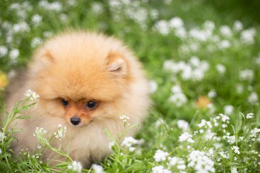 Güzel turuncu köpek - pomeranian Spitz. Köpek yavrusu pomeranian köpek sevimli hayvan mutlu gülümseme çiçeklenir doğada oynamaya
