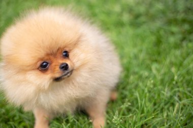 Güzel turuncu köpek - Pomeranian Spitz. Köpek yavrusu Pomeranian köpeği. Sevimli evcil hayvan. Mutlu bir gülümseme.