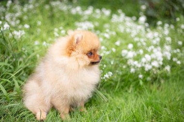 Güzel turuncu köpek - pomeranian Spitz. Köpek yavrusu pomeranian köpek sevimli hayvan mutlu gülümseme çiçeklenir doğada oynamaya