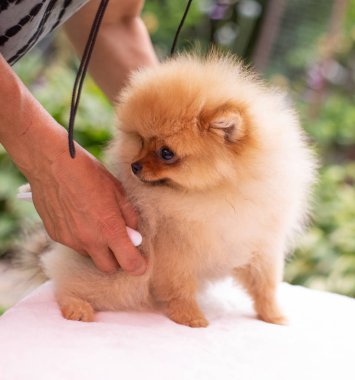 Güzel turuncu köpek - Pomeranian Spitz. Köpek yavrusu Pomeranian köpeği. Sevimli evcil hayvan. Mutlu bir gülümseme.