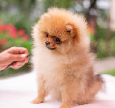 Güzel turuncu köpek - Pomeranian Spitz. Köpek yavrusu Pomeranian köpeği. Sevimli evcil hayvan. Mutlu bir gülümseme.