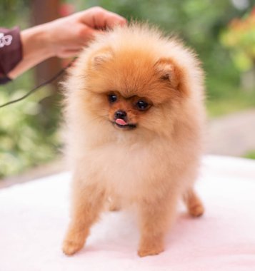 Güzel turuncu köpek - Pomeranian Spitz. Köpek yavrusu Pomeranian köpeği. Sevimli evcil hayvan. Mutlu bir gülümseme.