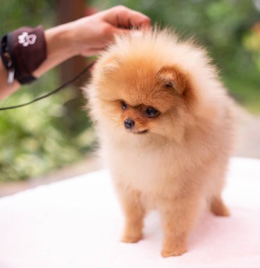 Güzel turuncu köpek - Pomeranian Spitz. Köpek yavrusu Pomeranian köpeği. Sevimli evcil hayvan. Mutlu bir gülümseme.