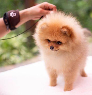 Güzel turuncu köpek - Pomeranian Spitz. Köpek yavrusu Pomeranian köpeği. Sevimli evcil hayvan. Mutlu bir gülümseme.