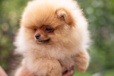 Güzel turuncu köpek - Pomeranian Spitz. Köpek yavrusu Pomeranian köpeği. Sevimli evcil hayvan. Mutlu bir gülümseme.
