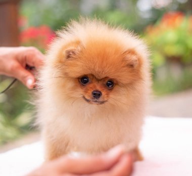 Güzel turuncu köpek - Pomeranian Spitz. Köpek yavrusu Pomeranian köpeği. Sevimli evcil hayvan. Mutlu bir gülümseme.