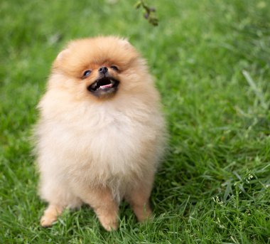 Güzel turuncu köpek - Pomeranian Spitz. Köpek yavrusu Pomeranian köpeği. Sevimli evcil hayvan. Mutlu bir gülümseme.