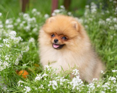 Güzel turuncu köpek - pomeranian Spitz. Köpek yavrusu pomeranian köpek sevimli hayvan mutlu gülümseme çiçeklenir doğada oynamaya