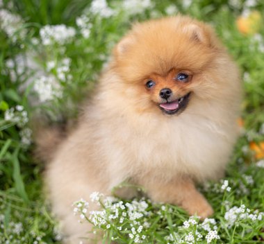 Güzel turuncu köpek - pomeranian Spitz. Köpek yavrusu pomeranian köpek sevimli hayvan mutlu gülümseme çiçeklenir doğada oynamaya