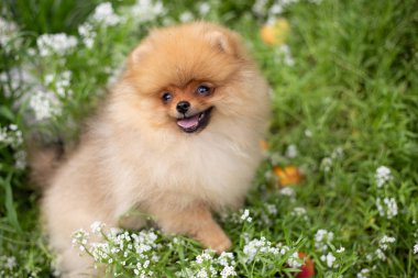 Güzel turuncu köpek - pomeranian Spitz. Köpek yavrusu pomeranian köpek sevimli hayvan mutlu gülümseme çiçeklenir doğada oynamaya