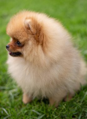 Güzel turuncu köpek - Pomeranian Spitz. Köpek yavrusu Pomeranian köpeği. Sevimli evcil hayvan. Mutlu bir gülümseme.