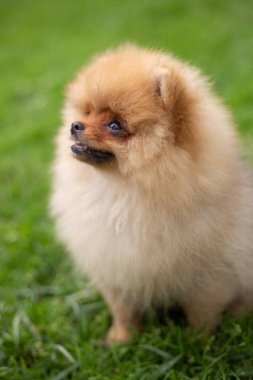 Güzel turuncu köpek - Pomeranian Spitz. Köpek yavrusu Pomeranian köpeği. Sevimli evcil hayvan. Mutlu bir gülümseme.