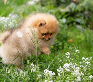 Güzel turuncu köpek - pomeranian Spitz. Köpek yavrusu pomeranian köpek sevimli hayvan mutlu gülümseme çiçeklenir doğada oynamaya
