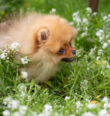 Güzel turuncu köpek - pomeranian Spitz. Köpek yavrusu pomeranian köpek sevimli hayvan mutlu gülümseme çiçeklenir doğada oynamaya