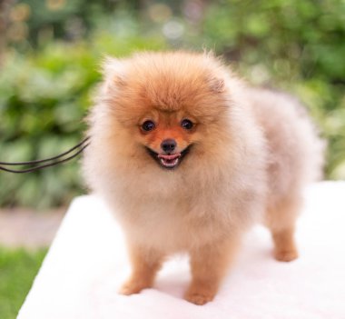 Güzel turuncu köpek - Pomeranian Spitz. Köpek yavrusu Pomeranian köpeği. Sevimli evcil hayvan. Mutlu bir gülümseme.