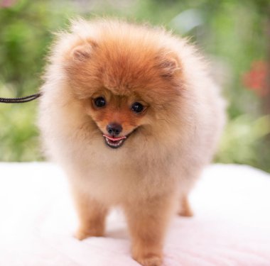 Güzel turuncu köpek - Pomeranian Spitz. Köpek yavrusu Pomeranian köpeği. Sevimli evcil hayvan. Mutlu bir gülümseme.
