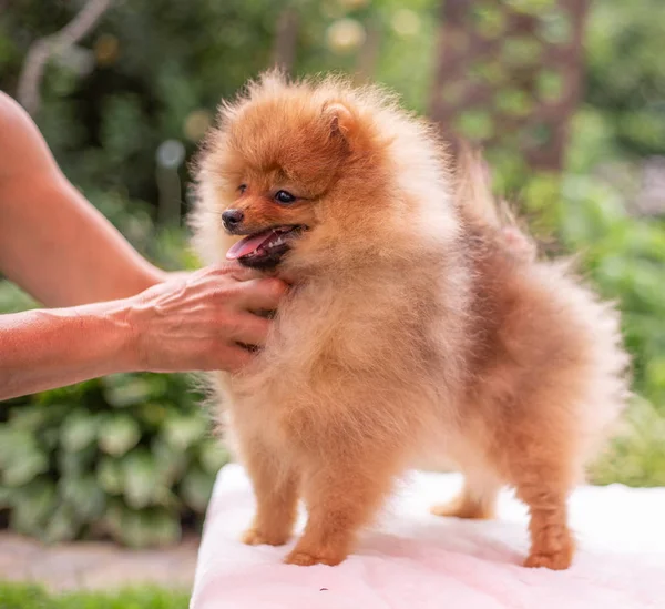 Hermoso perro naranja - pomeranian Spitz. cachorro pomeranian perro lindo mascota feliz sonrisa jugando en la naturaleza —  Fotos de Stock