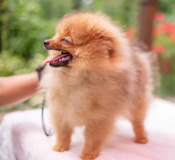 Hermoso perro naranja - pomeranian Spitz. cachorro pomeranian perro lindo mascota feliz sonrisa jugando en la naturaleza —  Fotos de Stock