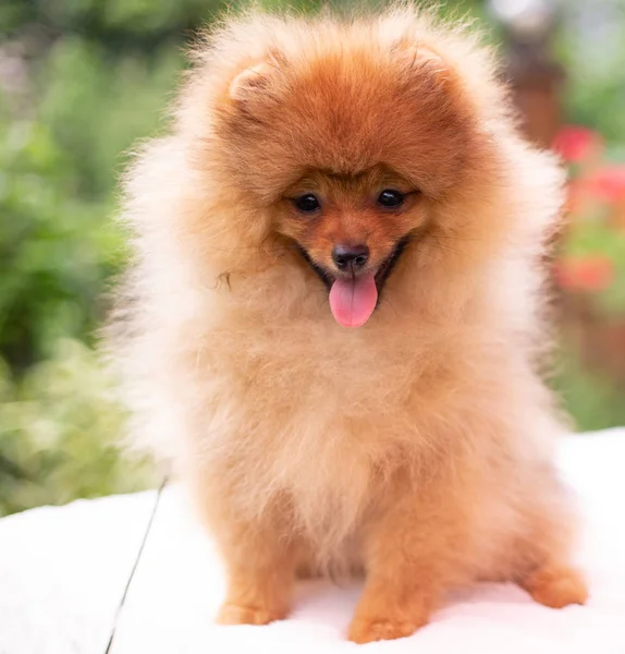 Schöner orangefarbener Hund - Pommerscher Spitz. Welpe Pommerschen Hund niedlich Haustier glücklich Lächeln spielen in der Natur — Stockfoto